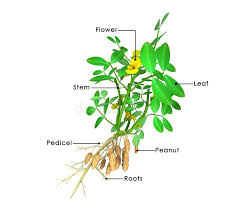 Image result for Arachis hypogaea