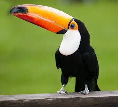 Maybe you would like to learn more about one of these? List Of Toucans Wikipedia