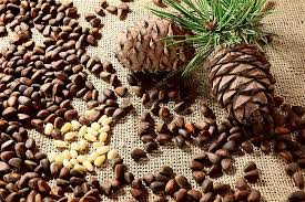 However, a few familiar (and some unfamiliar) nut trees are suitable, depending on your climate zone. Where Do Pine Nuts Come From Pine Nuts Nutrition Facts