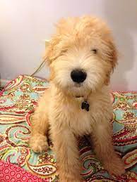 16 Whoodles Ideas Puppies Dogs Wheaton Terrier