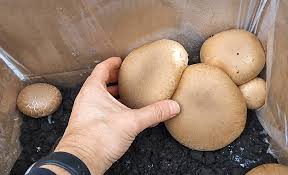 Wann sie champignons besser wegwerfen sollten pilze riechen streng bzw. Champignons Lagern Selbst De