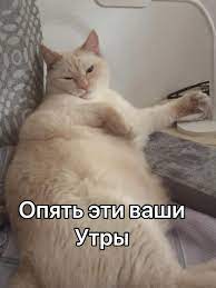 Котомания - Котомания added a new photo.