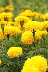 The Easiest Flowers To Grow And They Re Cheap Too Easiest Flowers To Grow Container Gardening Flowers Flowers To Grow