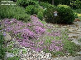 Creeping Thyme It S Pretty It S Easy It S An Herb You Can Walk All Over It It Doesn T Get Any B Red Creeping Thyme Creeping Thyme Ground Cover Plants