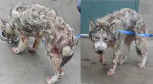 They generally are very expensive and can cost somewhere around certain sanctuaries do give wolf dog on adoption but in case you find such a place to visit in person. Can I Adopt A Wolf Dog In India Quora