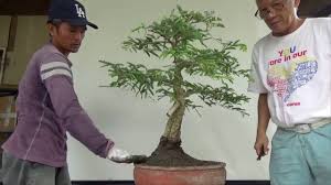 Trunk fusions are a grafting technique that use multiple approach grafts of seedlings or rooted cuttings to create a large base trunk with a dramatic even taper in a relatively short time frame. How To Thicken A Bonsai Trunk Bonsai Tree Gardener