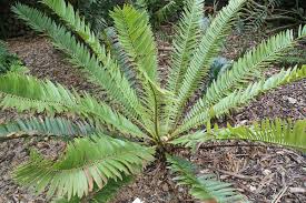 Image result for Encephalartos chimanimaniensis