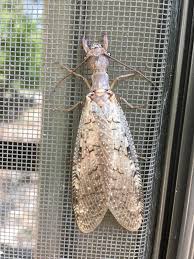 Question about potters creek park in canyon lake, tx. What The Hell Is This I Have Never In My Life Seen A Bug Like This I Estimate It S Between 2 5 3 Inches I Length Location Near Canyon Lake Tx Insects