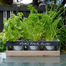 Nak tanam pokok sirih ni memang amat mudah. Tanam Herba Di Dapur Nak Lagi Nampak Wow Buat Cara Ni Keluarga