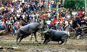 Tentunya setiap suku memiliki adat dan. Kenali 10 Budaya Unik Berikut Yang Hanya Ada Di Indonesia