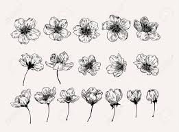 Cherry blossom tattoo black and white. Hand Drawn Set Of Sakura Flowers In Vintage Style Black And Royalty Free Cliparts Vectors And Stock Illustration Image 124170599