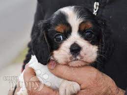 Celine Cavalier King Charles Spaniel Puppy For Sale Euro Puppy Cavalier King Charles Spaniel Tricolor King Charles Cavalier Spaniel Puppy Spaniel Puppies For Sale