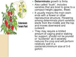 These tomatoes are good for those who want a lot of fruit to 'put up', for gardeners with a shorter growing season or those. What Is The Difference Between Determinate And Indeterminate Plants