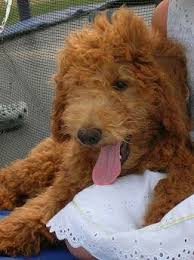Great with kids and other an… more. Mini Goldendoodle Puppies Goldendoodle Breeder Martinton Illinois