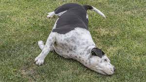 7 Reasons A Dog Rubs His Face After Eating