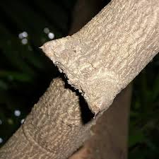 Image result for Capparis fascicularis