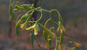 Image result for Eulophia callichroma