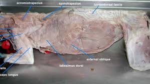 Cat Muscle Dissection Dorsal Muscles Of Back Arm Shoulder Bulb