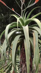 Image result for Aloe excelsa