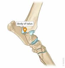 Image result for Talus