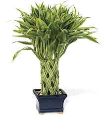 List of lucky bamboo stores locations in canada (1 stores). Pin On For The Home