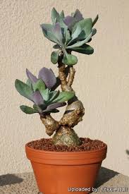 Image result for Kleinia