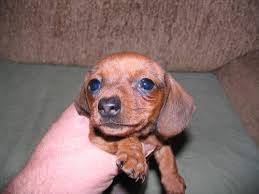 Petland kennesaw has dachshund puppies for sale! Dachshund Puppies For Sale Tennessee