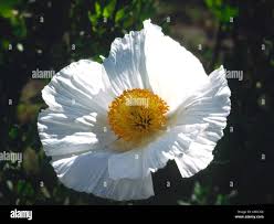 Image result for Papaveraceae