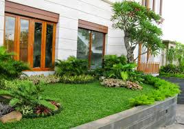 Pasalnya, rumput satu ini dapat menjadi solusi untuk masalah lahan yang sempit dimana permasalahan tersebut seringkali muncul di rumah minimalis. Tukang Taman Minimalis Jasa Desain Taman Rumput Rumput Gajah Mini Rumput Jepang Rumput Swis
