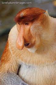 Proboscis Monkey Proboscis Monkey Monkey Species Rare Animals