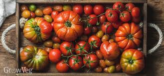 Making canned tomatoes is a tradition that families remember years later—and can even pass down to the next generation. Choosing Tomatoes For Freezing Drying And Canning