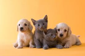 Download puppies and kittens pets, oh my!: Puppies Vs Kittens Which Makes The Better Pandemic Pet London Evening Standard Evening Standard