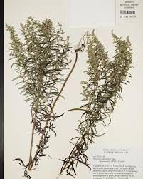 Image result for Kanahia laniflora