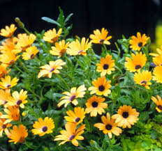 Image result for foto Osteospermum