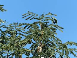 Image result for Albizia tanganyicensis