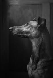 Black And White Greyhound Dog Black And White Portrait Of A Greyhound Dog In Window Light By Elke Vogelsang Fotografia De Perro Perros Perro Domestico