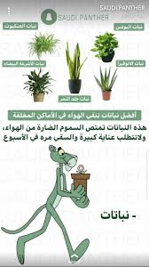Pin By Kolvi Mytri On النمر الوردي House Plants Decor Plants Plant Decor