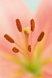 7 Still Life Photo Ideas You Don T Want To Miss Macro Photography Macro Photography Tips Close Up Photography