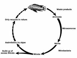 Nutrient cycles worksheet answers carbon cycle nitrogen dioxide coloring page. Nitrogen Cycle In Aquariums Timeline Cycling Petco