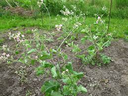 Radishes Blooming And Pruning Lettuce Prune Growing Radishes Radishes