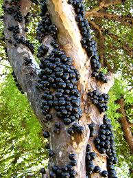 Vector apple tree with fruits. Jabuticaba The Unique Tree With Fruit On Its Trunk