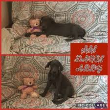 Advice from breed experts to make a safe choice. Litter Of 3 Great Dane Puppies For Sale In Grandville Mi Adn 42976 On Puppyfinder Com Gender Female Age 10 We Puppies For Sale Great Dane Puppy Great Dane