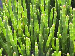 Image result for Sarcocornia natalensis