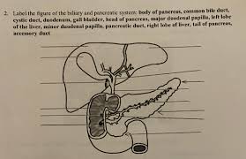 A large organ in the body that stores and metabolizes nutrients, destroys toxins, and produces hepatic veins: Answered Label The Figure Of The Biliary And Bartleby