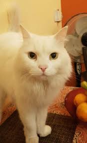 Cheating in Karachi Board Exams