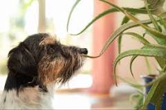 Image result