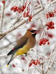 Cedar Waxwing Brown Birds That Look Like Cardinals The Cedar Waxwing Bombycilla Cedrorum Is A Silky Shiny Collection Of Brown Gray And Lemon Yellow Accented With A Subd Cedar Waxwing Beautiful Birds Birds