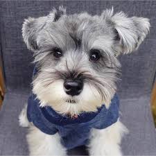 We cannot accept responsibility for any transaction between puppy. 99 Best Miniature Schnauzer Dog Names The Paws