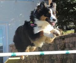 See more ideas about dog park, dog playground, diy dog stuff. Diy Dog Agility Equipment
