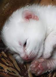 We did not find results for: White Fluffy Newborn Kitten Stock Photo Picture And Royalty Free Image Image 39310337